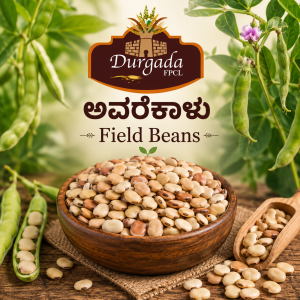 Field Beans